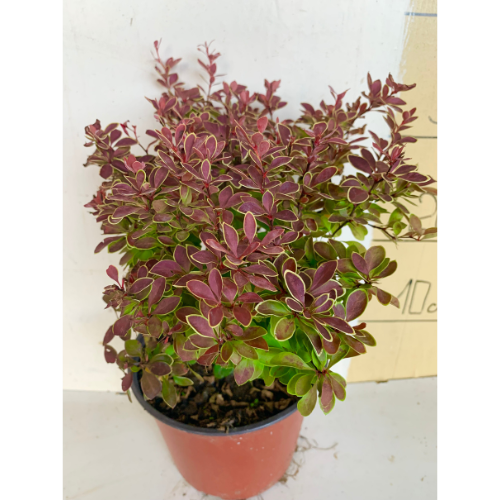 Berberis